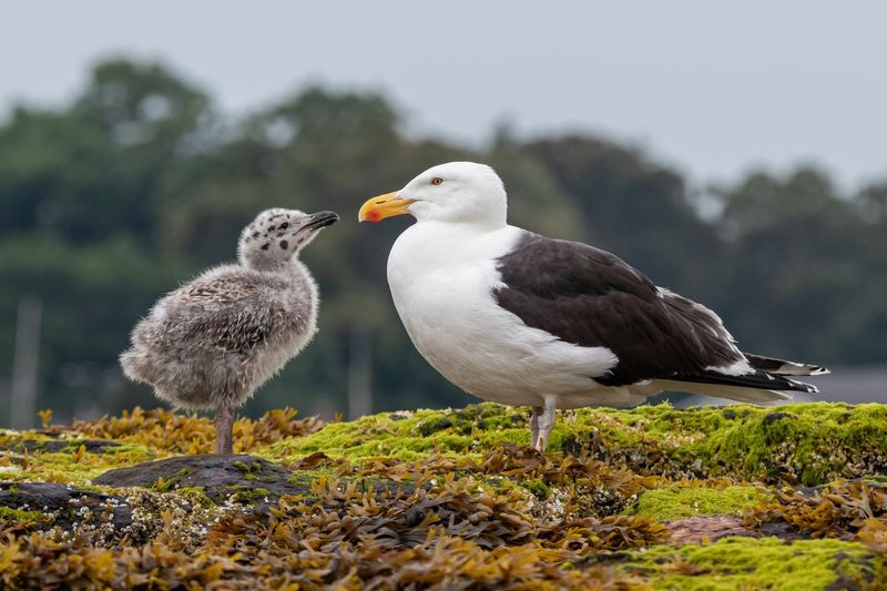 Great Black-backed Gull