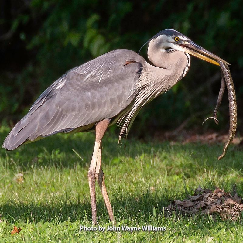 Great Blue Heron