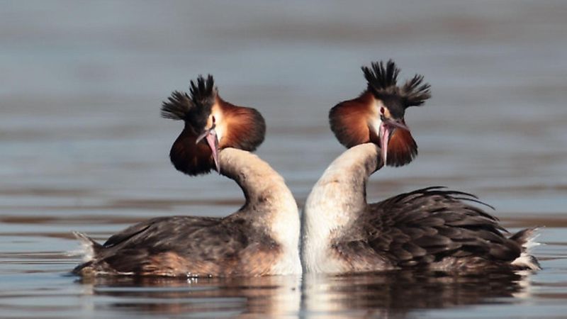 Great Crested Grebe