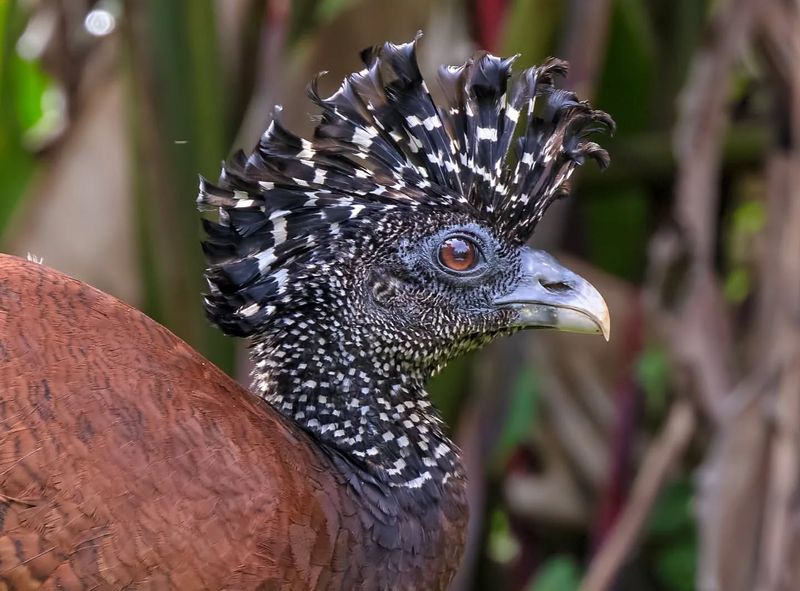 Great Curassow