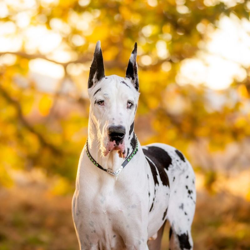 Great Dane