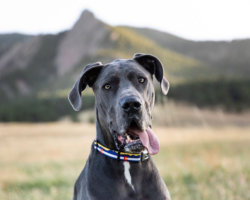 Great Dane