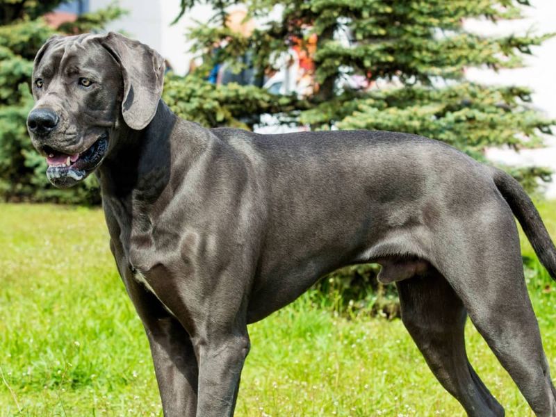 Great Dane