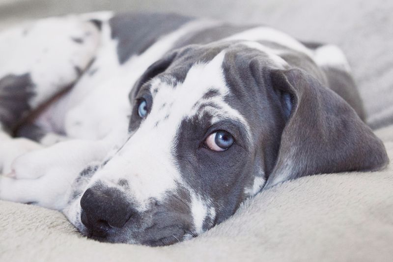 Great Dane