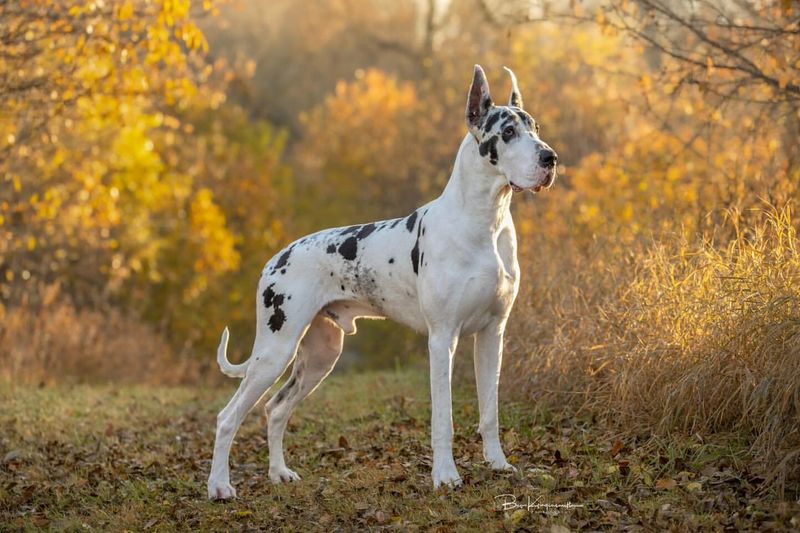 Great Dane