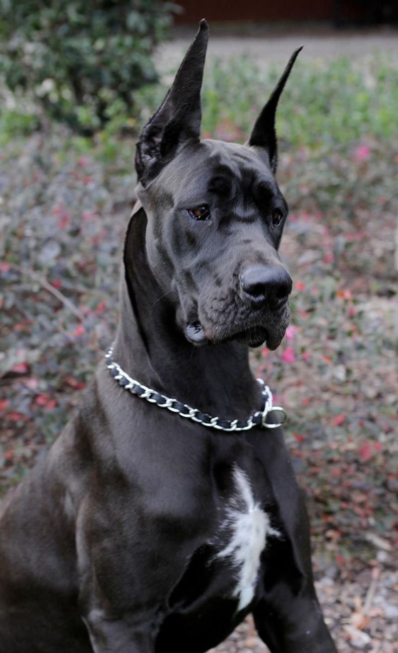 Great Dane