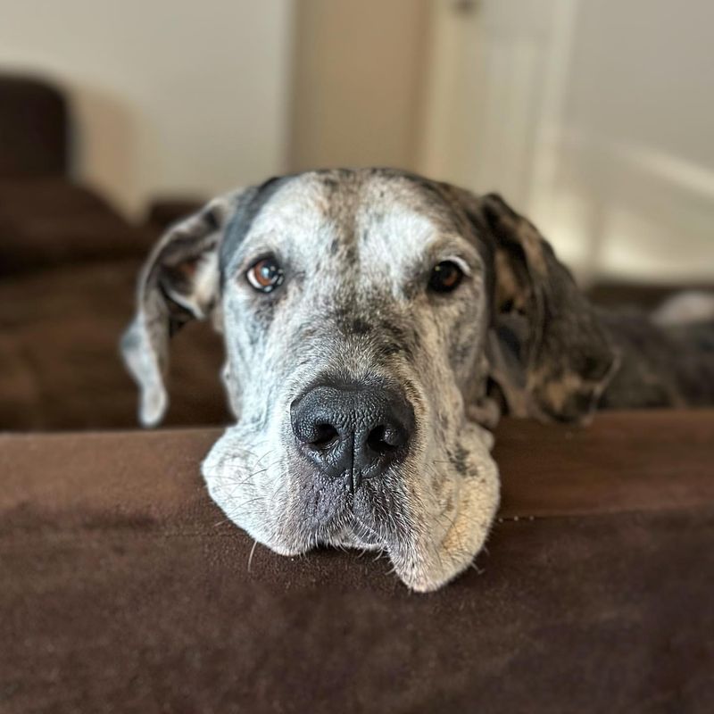 Great Dane