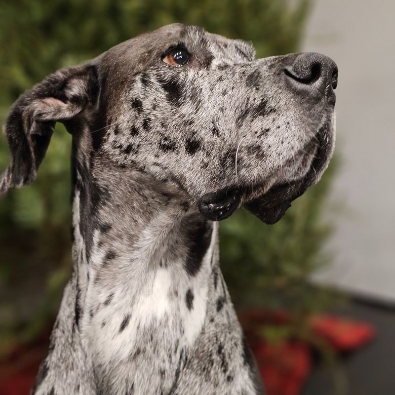 Great Dane