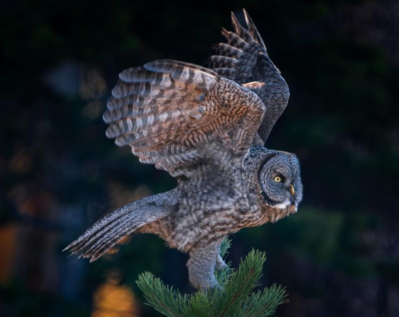 Great Gray Owl