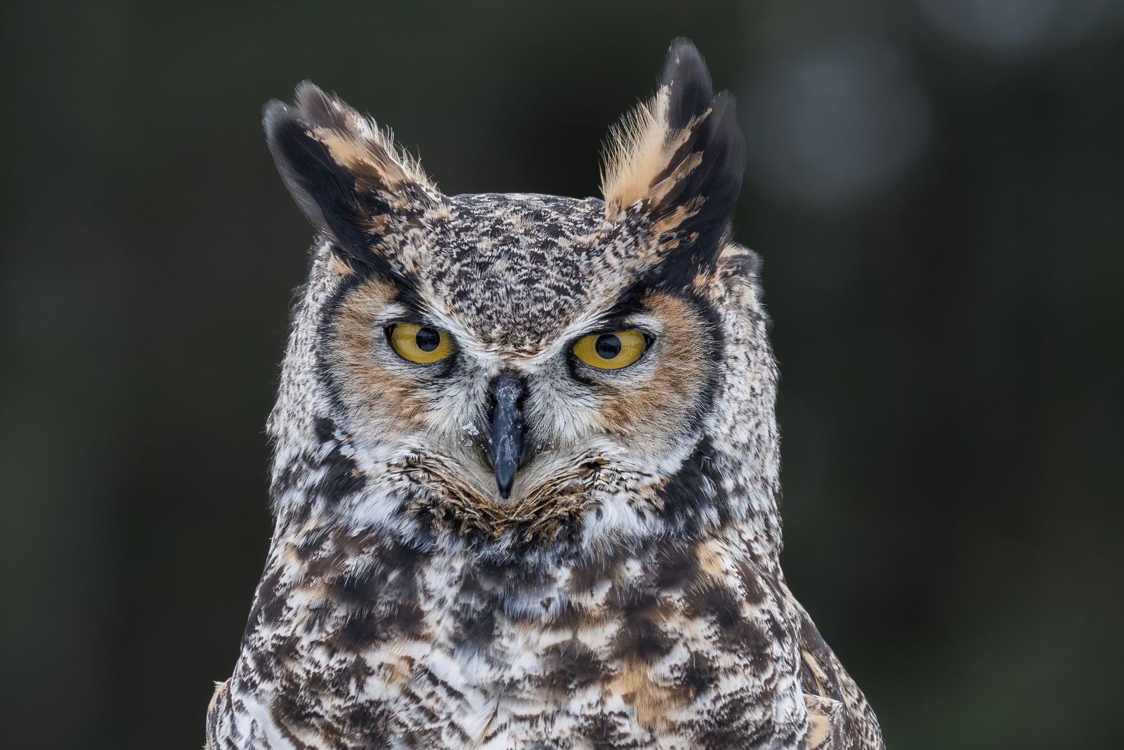 Great Horned Owl