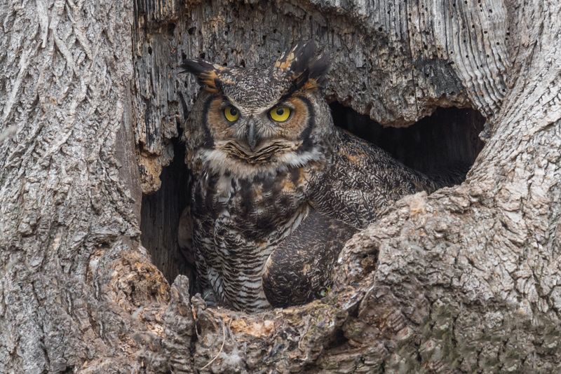 Great Horned Owl