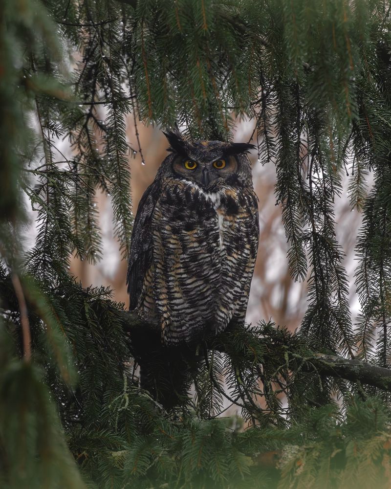 Great Horned Owl