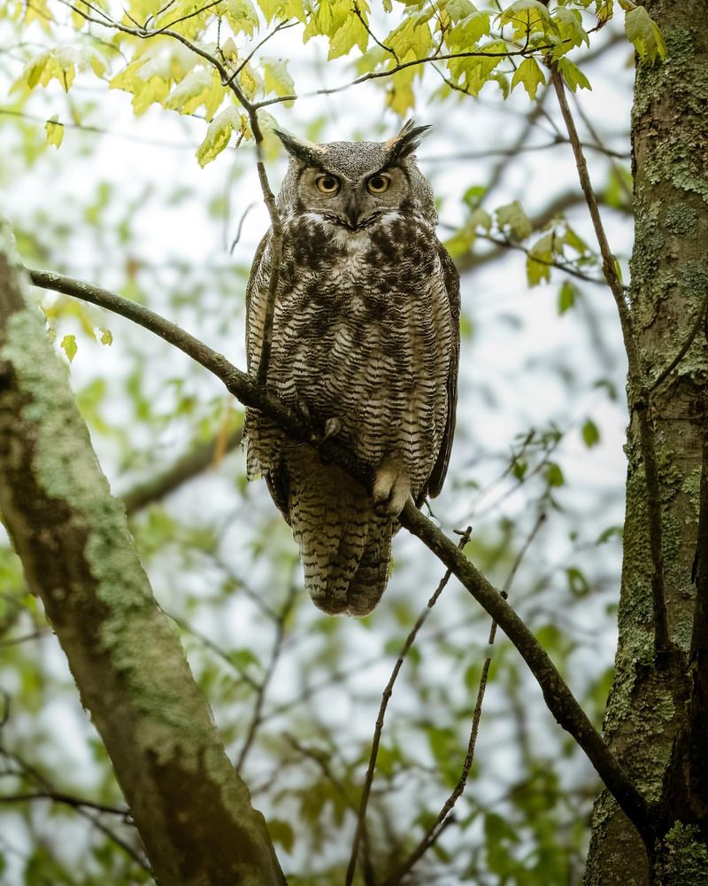 Great Horned Owl