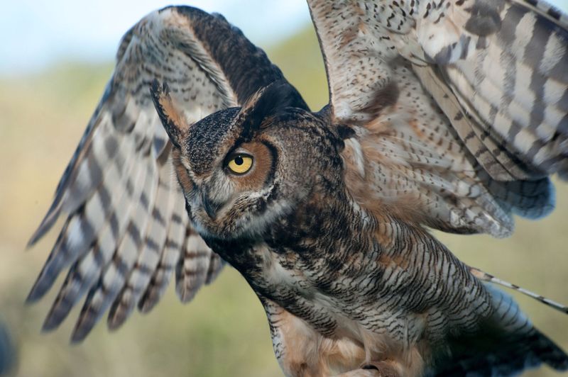 Great Horned Owl