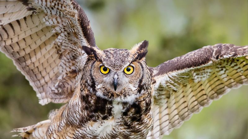 Great Horned Owl