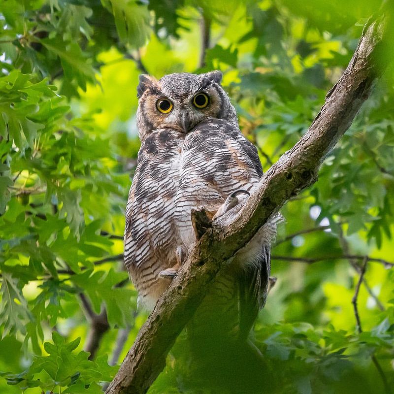 Great Horned Owl