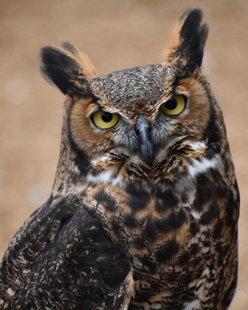 Great Horned Owl