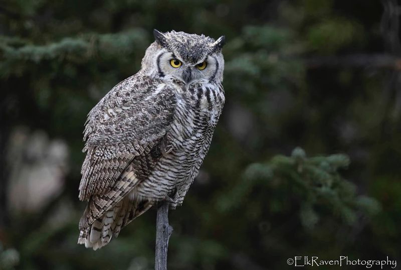 Great Horned Owl