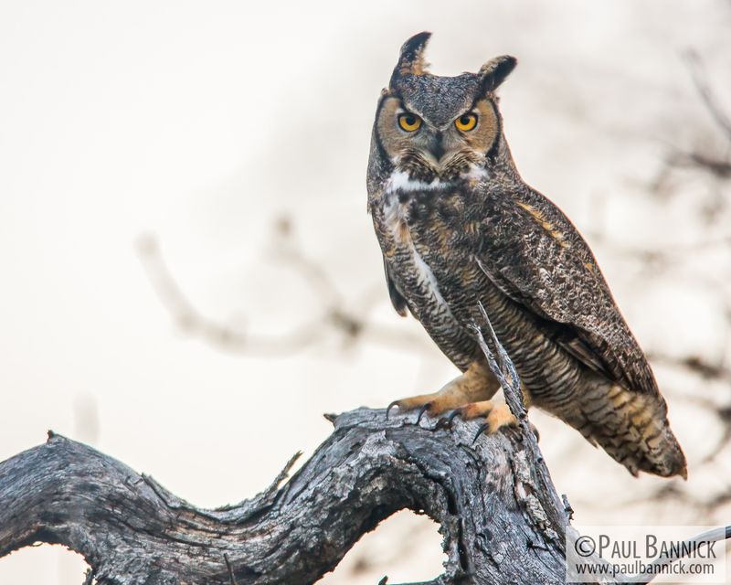 Great Horned Owl