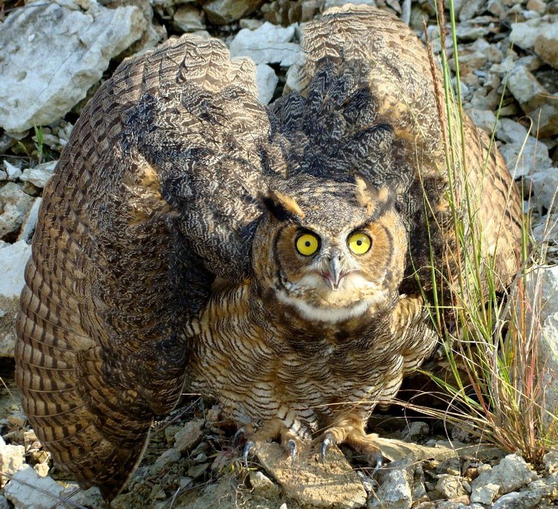 Great Horned Owls