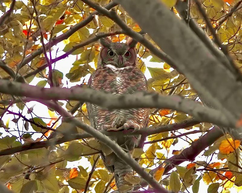 Great Horned Owls