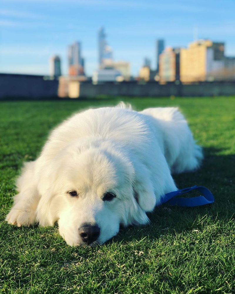 Great Pyrenees