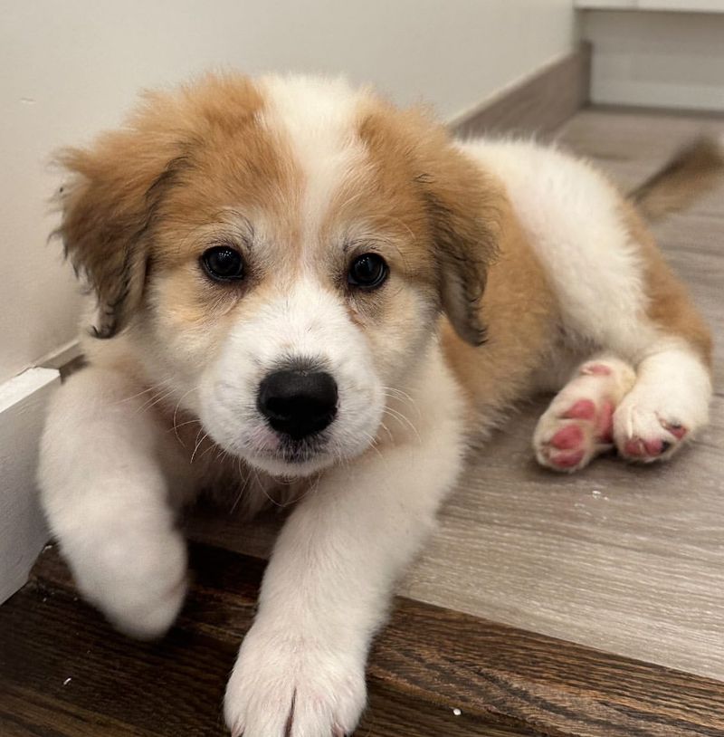 Great Pyrenees