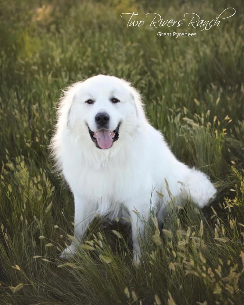 Great Pyrenees