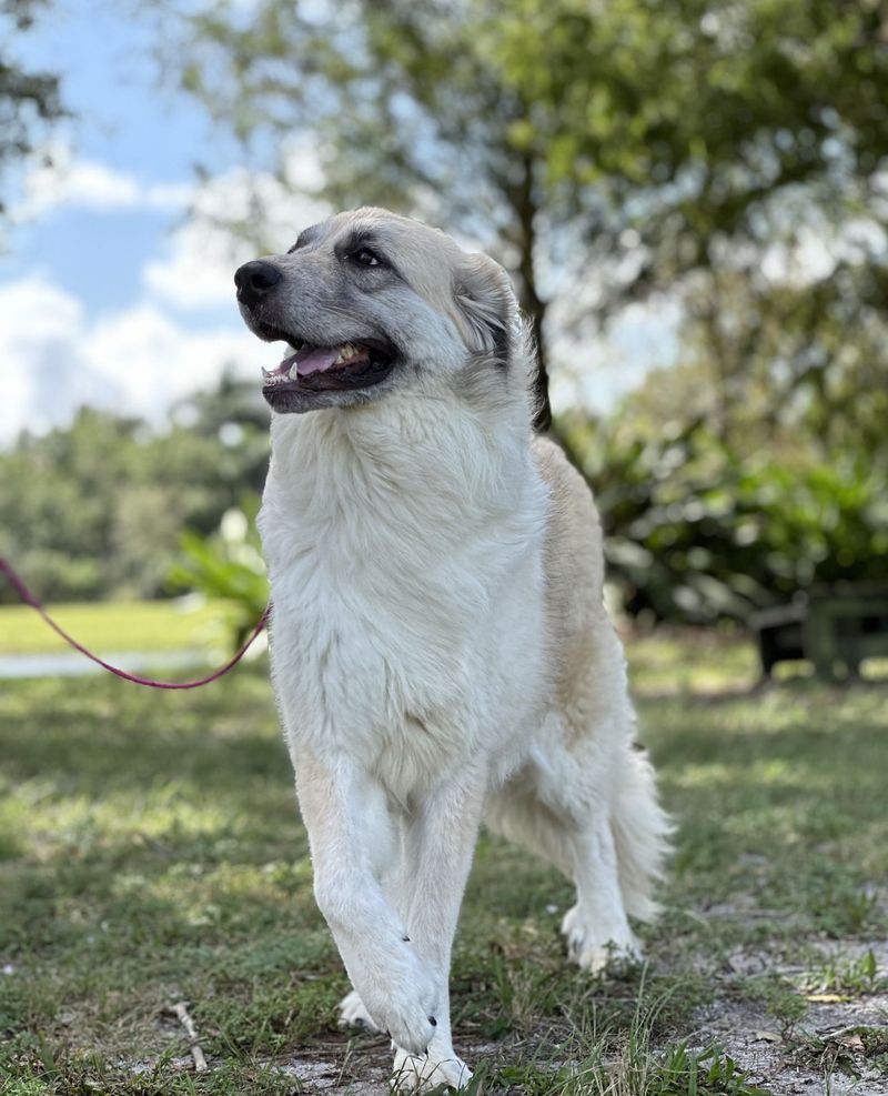 Great Pyrenees