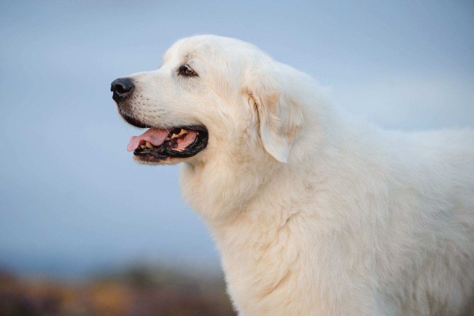 Great Pyrenees