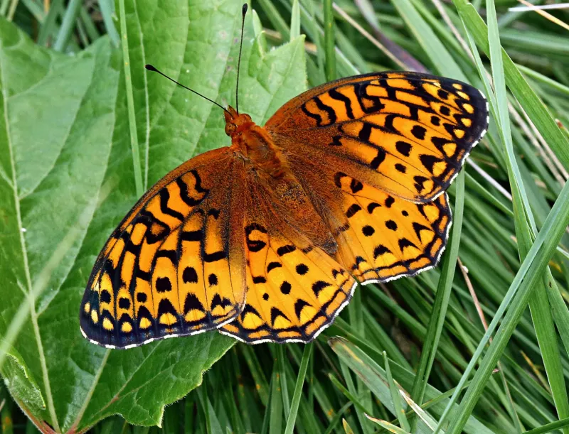 Great Spangled Fritillary