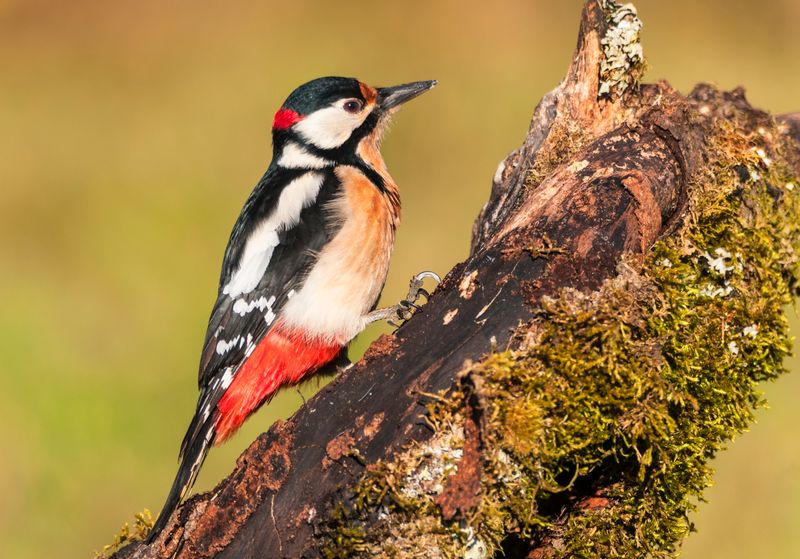 Great Spotted Woodpecker