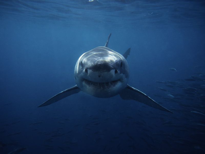 Great White Shark