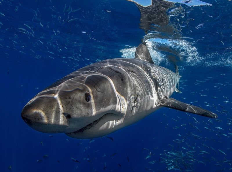 Great White Shark