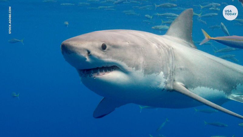 Great White Shark