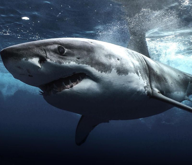 Great White Shark