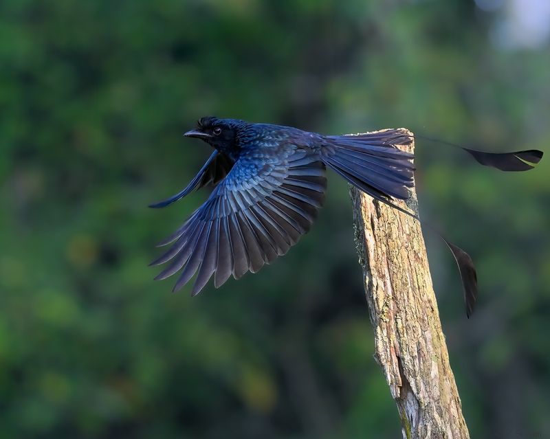 Greater Racket-tailed Drongo