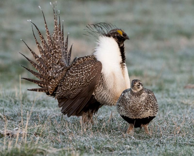 Greater Sage-Grouse