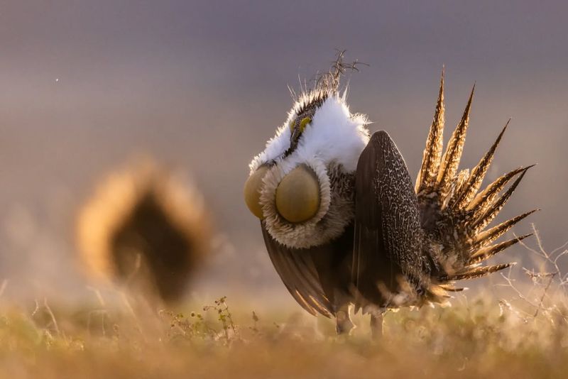 Greater Sage-Grouse