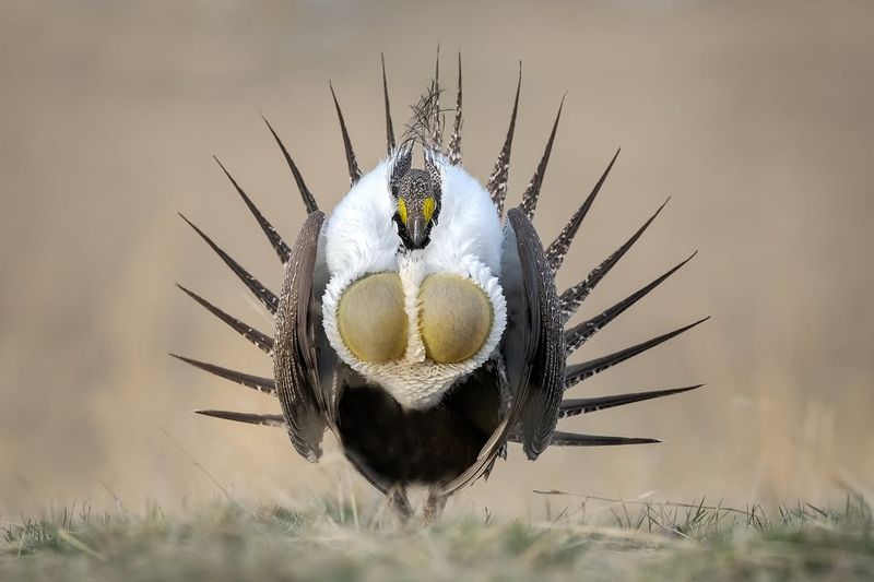 Greater Sage-Grouse