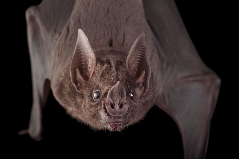 Greater Spear-Nosed Bat