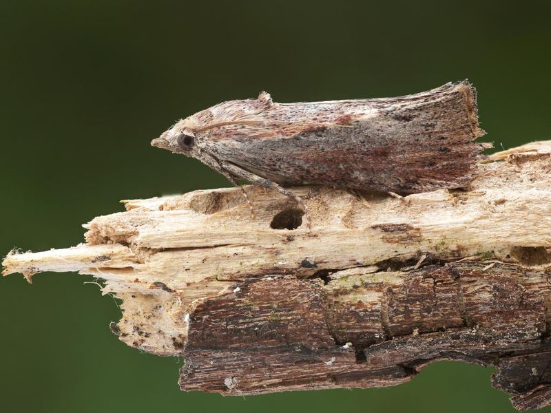 Greater Wax Moth