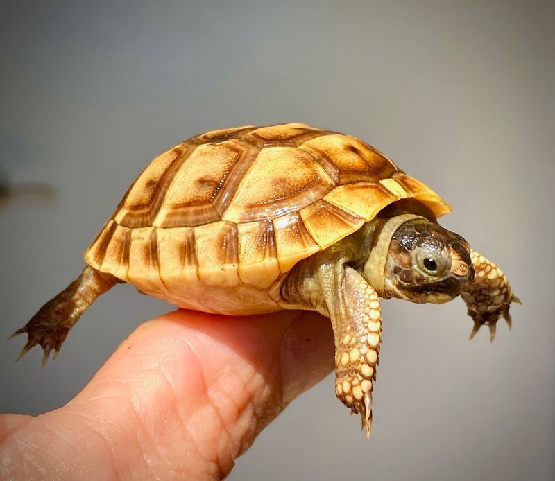 Greek Tortoise