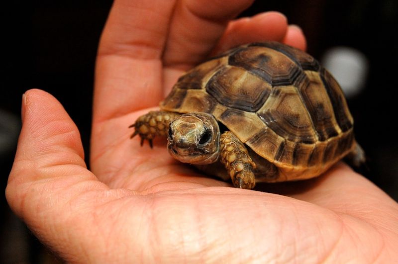 Greek Tortoise