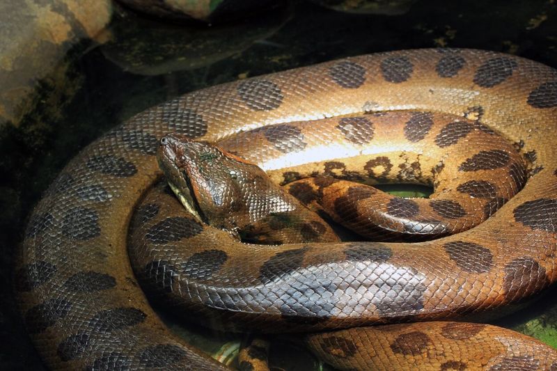 Green Anaconda