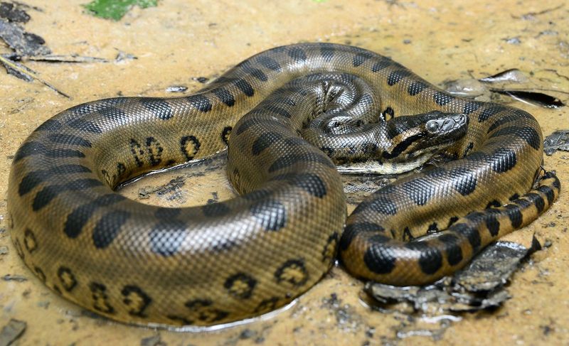 Green Anaconda