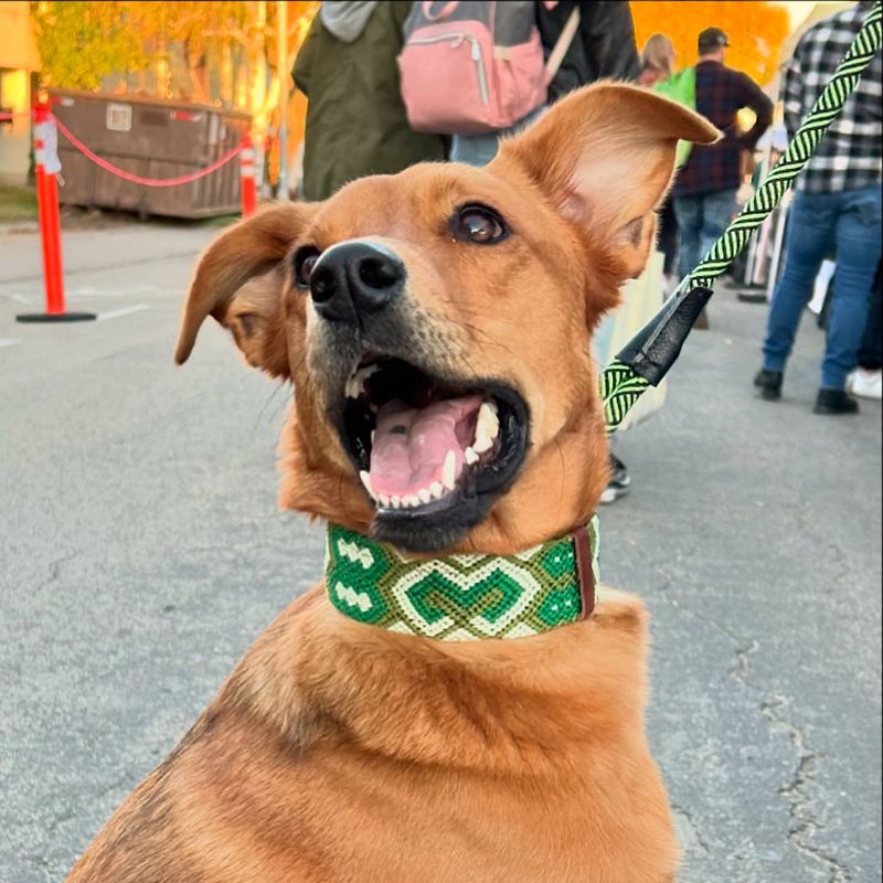 Green Collar