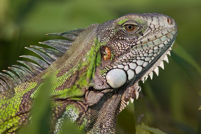 Green Iguana