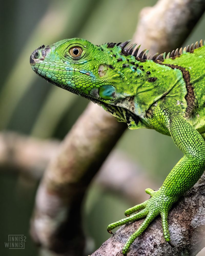 Green Iguana