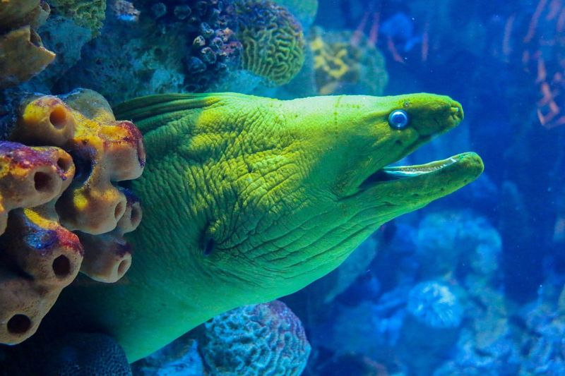 Green Moray Eel